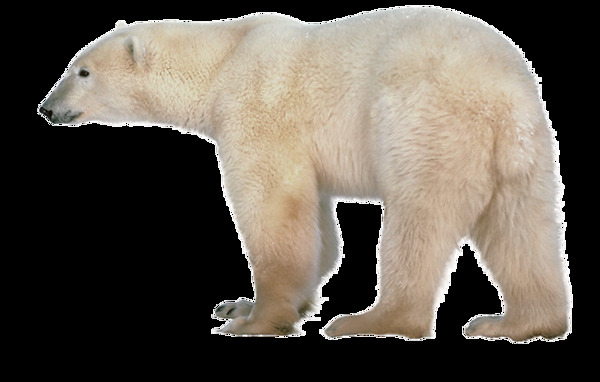 走路的北极熊免抠png透明图层素材