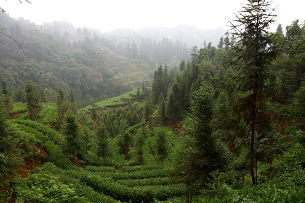 雅成有机茶园图片