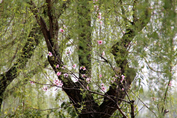 瓜渚湖桃花图片