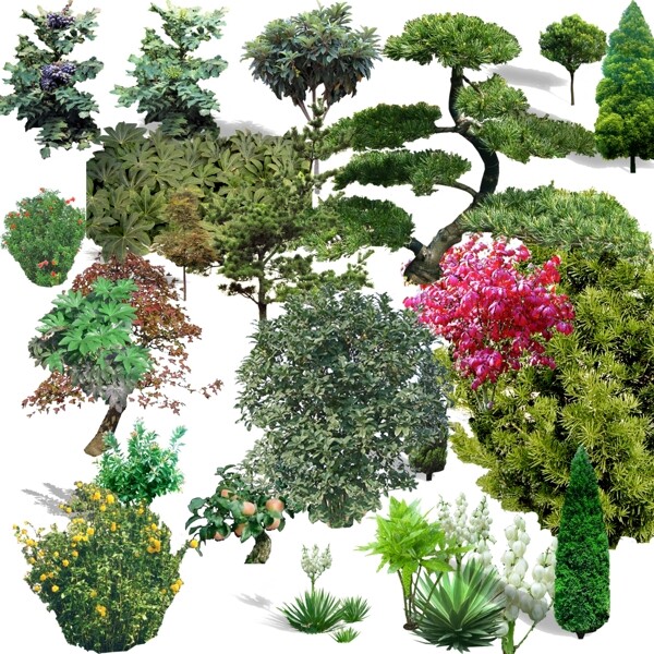 园林灌木树种常见及稀有高分辨率PSD分层素材图片