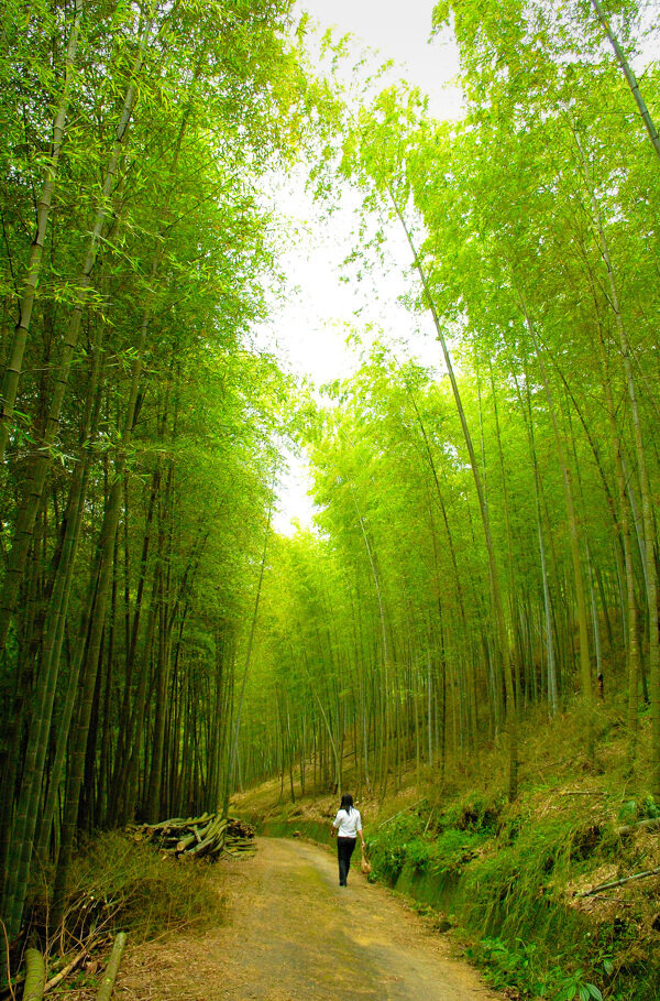 竹之韵图片