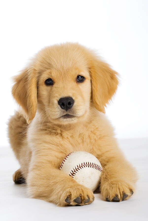 小狗和垒球图片