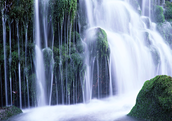 树植物水风景