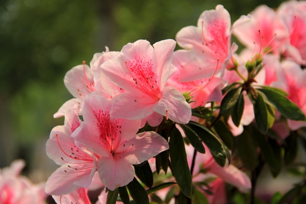 杜鹃花高清图片