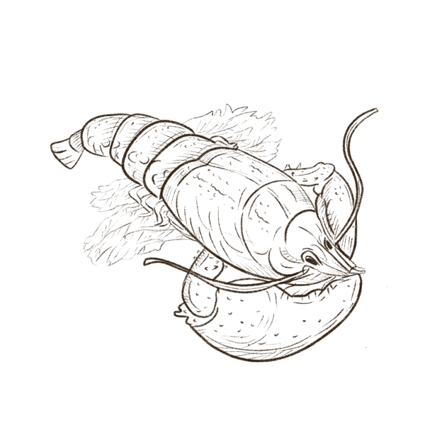 海鲜铅笔画细线条日式龙虾卡通