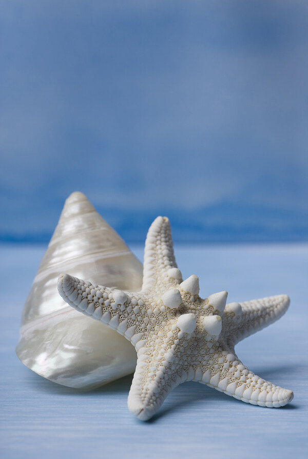 海星贝壳图片