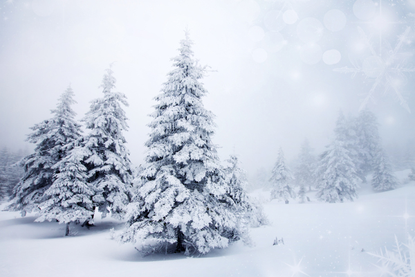雪地上耸立的松树图片