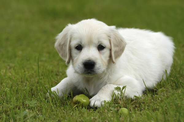草地上玩耍的小狗