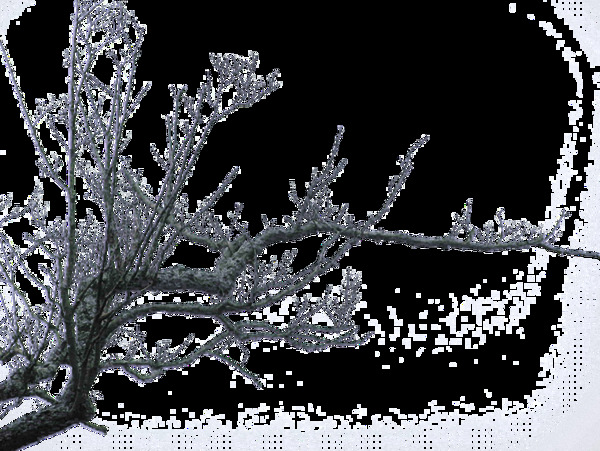 冬季树干树枝免抠png透明素材