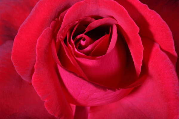 唯美红玫瑰花图片