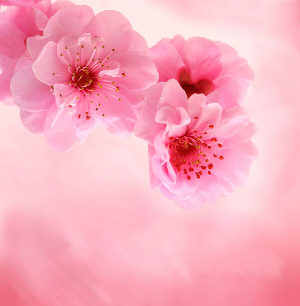 唯美樱花图片