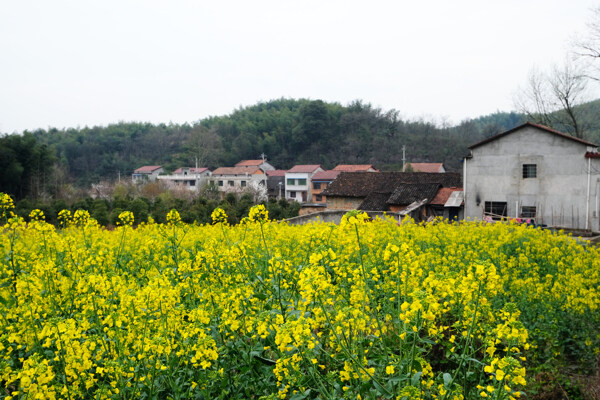 油菜田