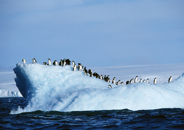 冰岛上的企鹅摄影图片