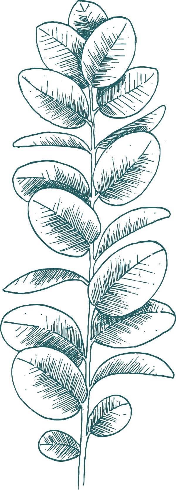 绿色植物线描阔叶植物