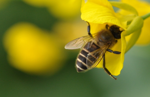微距摄影蜜蜂采蜜图片