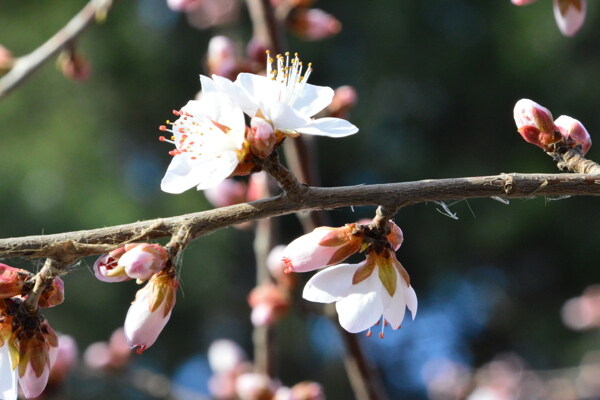 山桃花