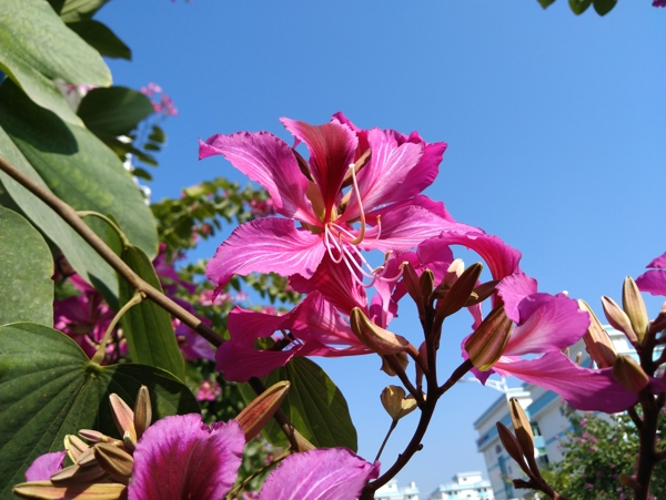 紫荆花儿