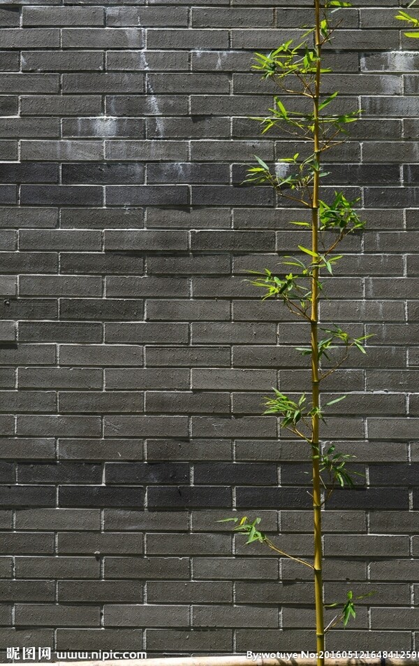 砖墙前的竹子