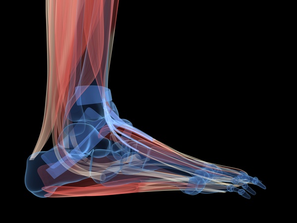 脚部肌肉组织图片