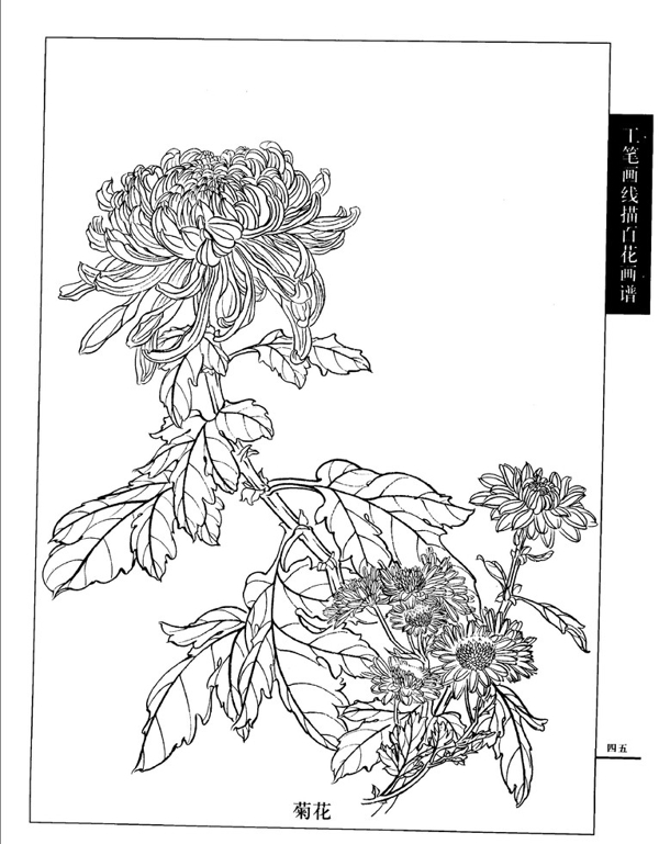 工笔画线描百花画谱图片