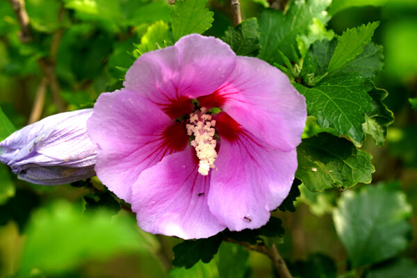 多彩芙蓉花