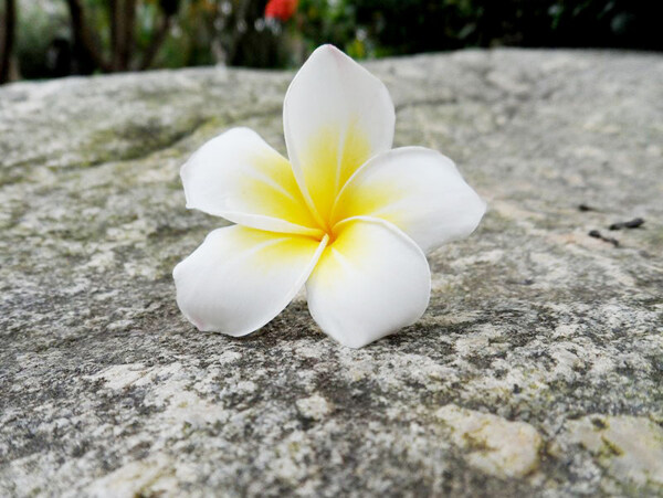 植物鸡蛋花图片