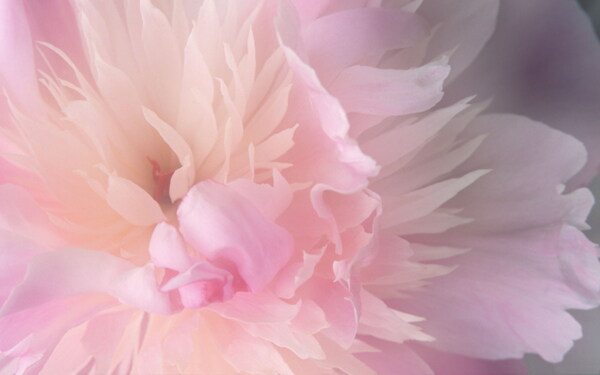 唯美粉色花卉背景图片