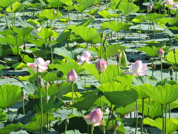 夏天池塘荷花