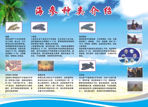 海参种类介绍展板