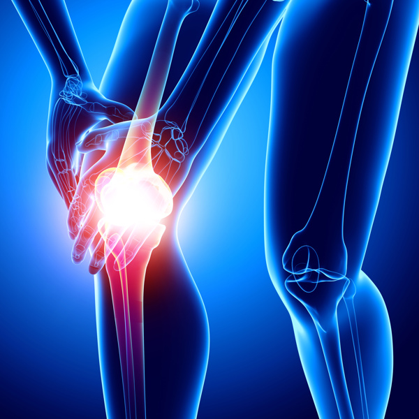 膝关节受伤的人体模型图片