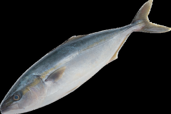 海鲜鱼类图片免抠png透明图层素材