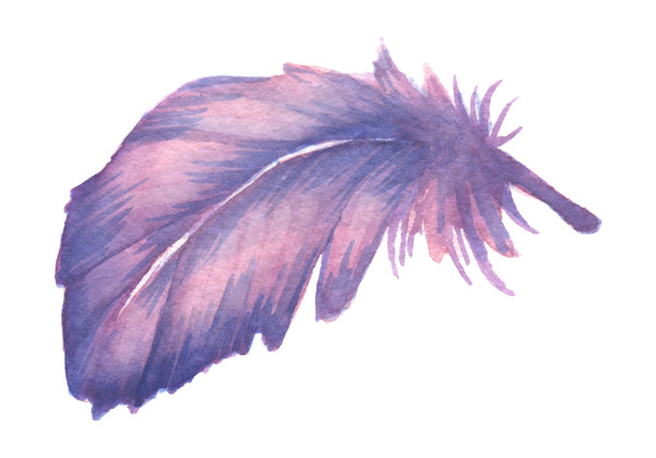 紫红色弯曲羽毛图片素材
