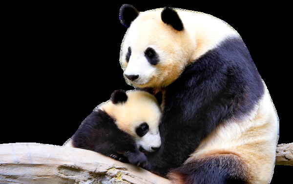可爱熊猫母子免抠png透明图层素材
