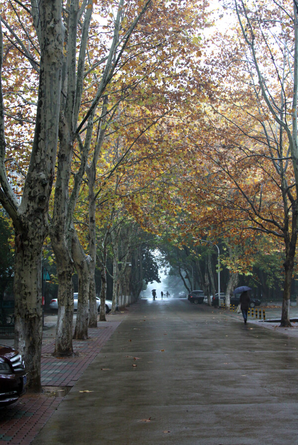 秋天的悬铃木行道树图片