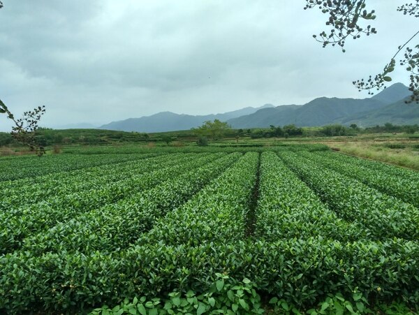 茶叶田