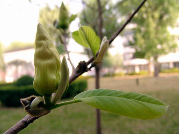 鲜花图片