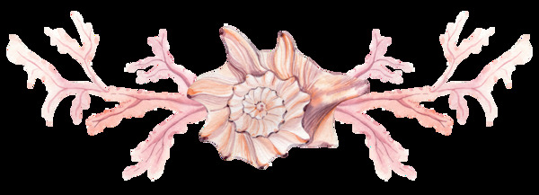 粉色海螺png透明素材