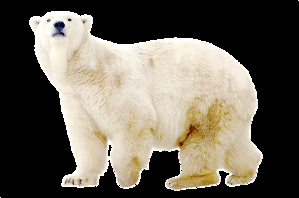 抬头望天的北极熊免抠png透明图层素材