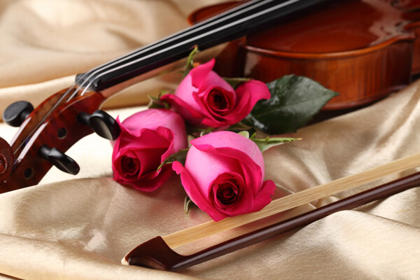 小提琴与玫瑰花特写