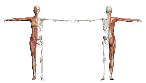 一个女性人体肌肉和骨骼