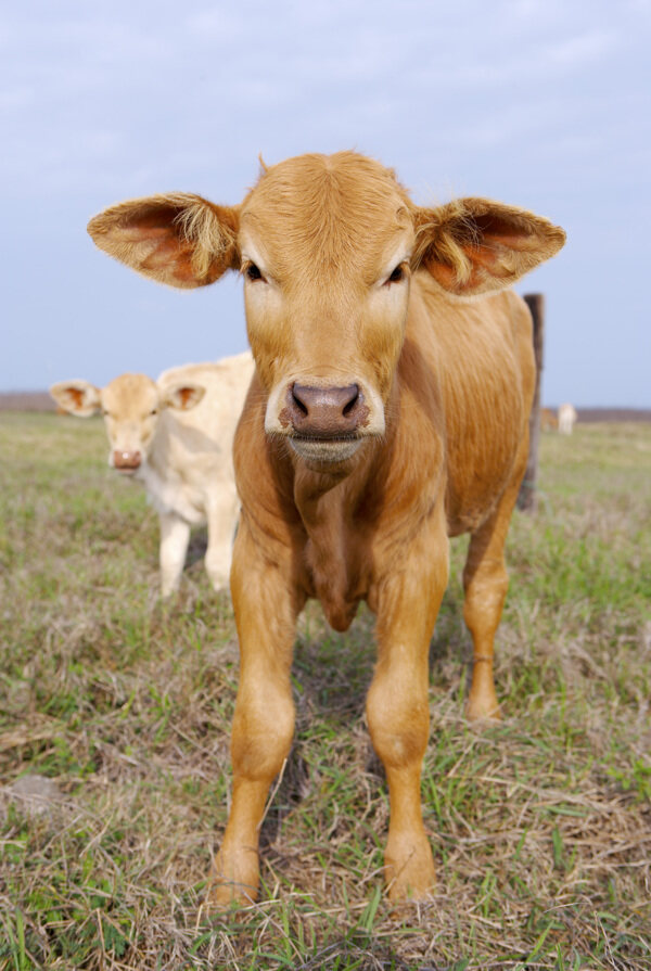 動物表情農場牛家畜羊