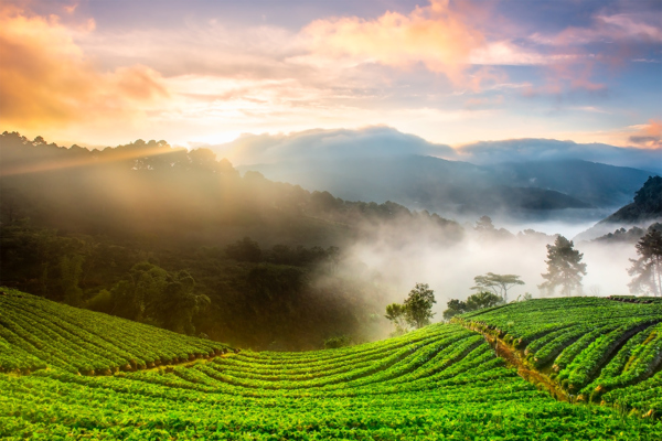 梯田茶图美景