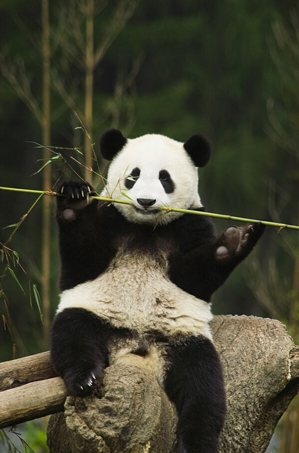 可爱熊猫图片