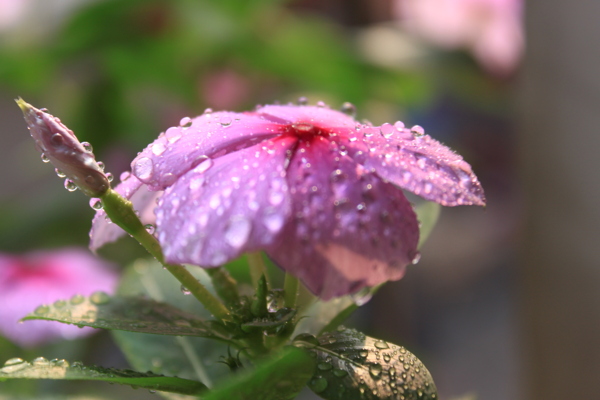 晶莹小花