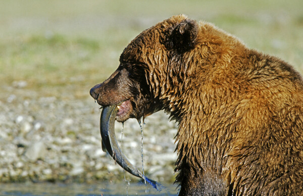 吃鱼的棕熊