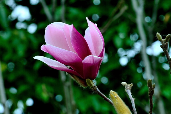 唯美粉色木兰花图片