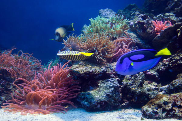 海底里美丽的珊瑚和鱼图片