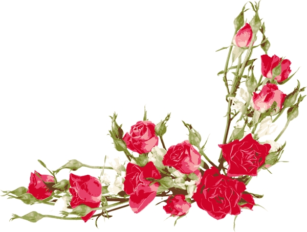 矢量素材彩绘鲜艳玫瑰花