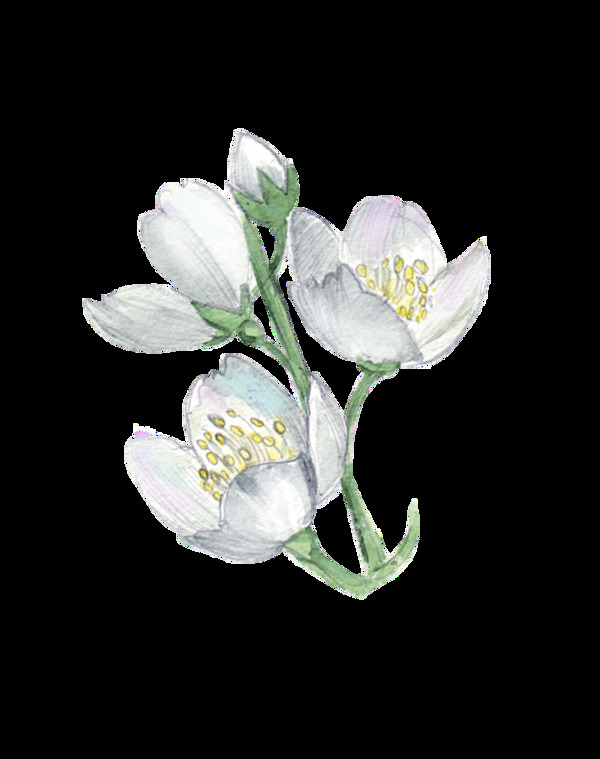 洁白花朵透明装饰素材