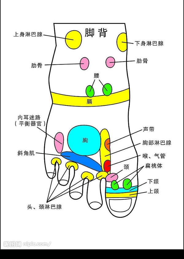 脚背穴位图片